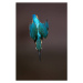 Fotografie Diving Alcedo atthi, Mark Smith, 26.7 × 40 cm