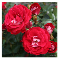 Růže Kordes 'Corazon' 2 litry