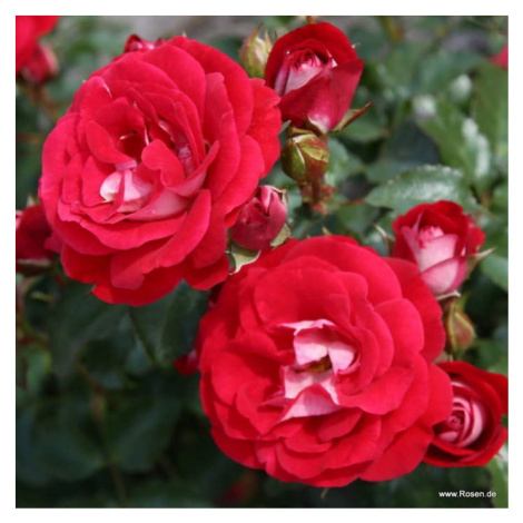 Růže Kordes 'Corazon' 2 litry