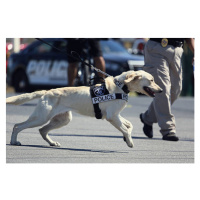 Fotografie Police dog is running, Wild Horse Photography, 40x26.7 cm