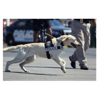 Fotografie Police dog is running, Wild Horse Photography, 40 × 26.7 cm