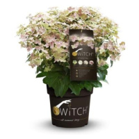 Hortenzie latnatá 'Switch' květináč 6 litrů, výška 40/60cm, keř