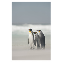 Fotografie Falklands, Joan Gil Raga, 26.7 × 40 cm