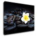Impresi Obraz Bílý květ na černých kamenech - 70 x 50 cm