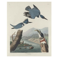 John James (after) Audubon - Obrazová reprodukce Belted Kingsfisher, 1830, (35 x 40 cm)