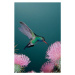 Fotografie Broad-Billed Hummingbird Feeding from Thistle, David A. Northcott, 26.7 × 40 cm