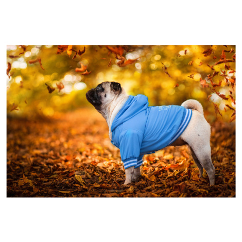 Vsepropejska Big dog zimní bunda pro psa Barva: Modrá, Délka zad (cm): 38, Obvod hrudníku: 52 - 
