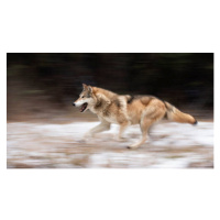 Fotografie Wolf in the USA, Kathleen Reeder Wildlife Photography, 40 × 22.2 cm