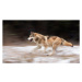 Fotografie Wolf in the USA, Kathleen Reeder Wildlife Photography, 40 × 22.2 cm