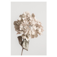 Fotografie Beige dried flower, Studio Collection, 26.7 × 40 cm