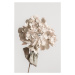 Fotografie Beige dried flower, Studio Collection, 26.7 × 40 cm