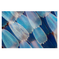 Fotografie Extreme magnification - Butterfly wing under, ConstantinCornel, 40x26.7 cm