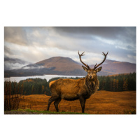 Fotografie Scottish Stag, Adrian Popan, (40 x 26.7 cm)