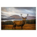 Fotografie Scottish Stag, Adrian Popan, 40x26.7 cm