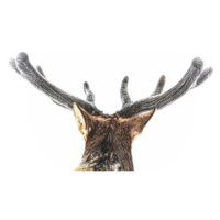 Fotografie Elk, fuzzy velvet antler, Eric Bouchard, 40 × 26.7 cm