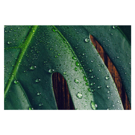 Ilustrace Tropical leaf Monstera, Sanja Baljkas, (40 x 26.7 cm)