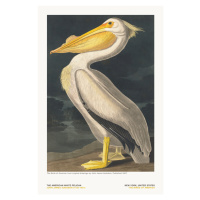 Ilustrace The White Pelican from The Birds of America - J. J. Audubon, 26.7 × 40 cm