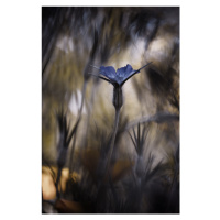 Fotografie The Blue Crown, Fabien Bravin, 26.7 × 40 cm