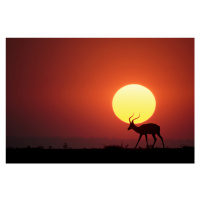 Fotografie An African Sunset, Renee Doyle, 40 × 26.7 cm