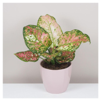 Aglaonema ‘Jazzy Red’