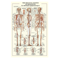 Plakát, Obraz - The skeleteal system, 61 × 91.5 cm