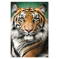 Puzzle Tygří portrét 1500 dílků