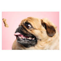 Fotografie Fat dog being teased with a biscuit., ClarkandCompany, 40 × 26.7 cm