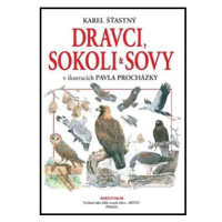 Dravci, sokoli a sovy