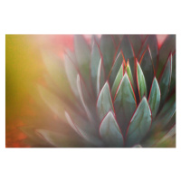 Fotografie Nature - Succulents - shades of green, Cavan Images, 40 × 26.7 cm