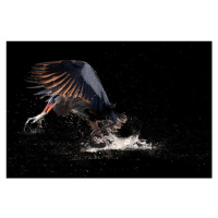 Fotografie Running away with a fish for supper, AlexLi, 40 × 26.7 cm