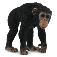 Collecta šimpanz samice