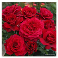 Růže Kordes 'Bellevue' 2 litry