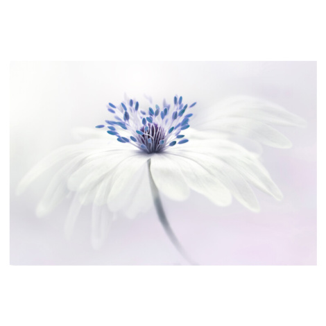 Fotografie Anemone blanda, Jacky Parker, 40 × 26.7 cm