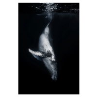 Fotografie Black Whale, Barathieu Gabriel, 26.7 × 40 cm