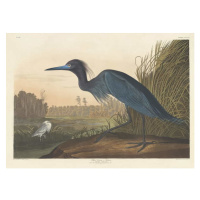 John James (after) Audubon - Obrazová reprodukce Blue Crane or Heron, 1836, (40 x 30 cm)