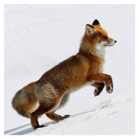 Fotografie Running Fox., DmitryND, 40 × 40 cm