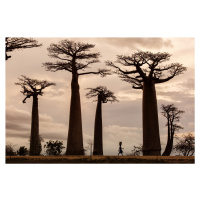 Umělecká fotografie Madagascar, Dan Mirica, (40 x 26.7 cm)
