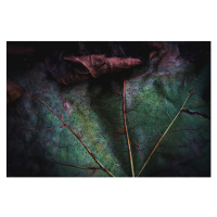 Fotografie Autumn leafs close up, Pyrosky, 40 × 26.7 cm