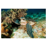 Umělecká fotografie Sea Turtle, Ilan Ben Tov, (40 x 26.7 cm)