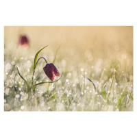 Fotografie Morningdew, Anton van Dongen, 40 × 26.7 cm