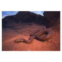 Umělecká fotografie Large, wild king brown/mulga snake, Kristian Bell, (40 x 26.7 cm)