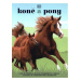 Koně a pony - Caroline Stamps