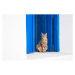 Fotografie Cat sitting on the doorstep., Olga_Gavrilova, (40 x 26.7 cm)
