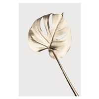 Ilustrace Monstera Gold 05, Studio Collection, 26.7 × 40 cm