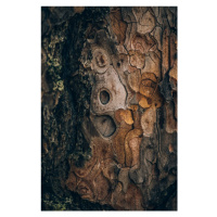 Fotografie Pine wood, Javier Pardina, 26.7x40 cm