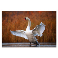 Fotografie Swan on ice, Antagain, (40 x 26.7 cm)