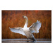 Fotografie Swan on ice, Antagain, 40x26.7 cm