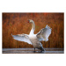 Fotografie Swan on ice, Antagain, 40 × 26.7 cm