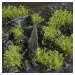 Dekorace GamersGrass - Dark Green Shrubs