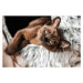 Fotografie Cute Brown Burmese Kitten looking at camera, frankiefotografie, (40 x 26.7 cm)